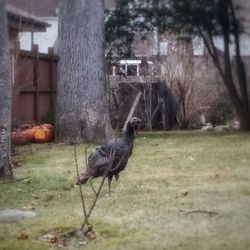 Close-up of bird on field