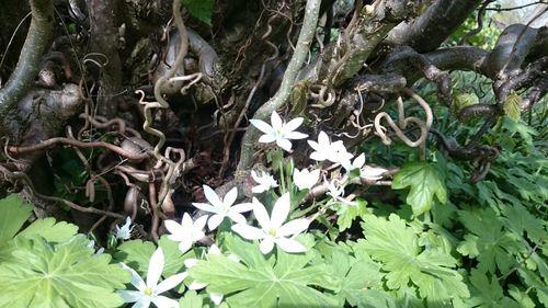 Flowers growing on tree