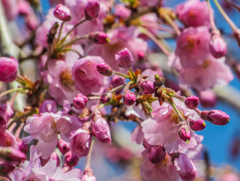 Close-up of pink cherry blossoms in spring