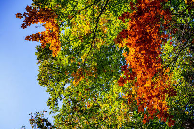 Low angle view of autumnal trees against clear sky