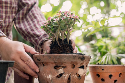 Close-up of hand holding potted plant