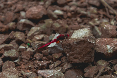 Close-up of insect on rock