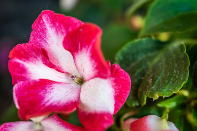 Close-up of pink rose flower