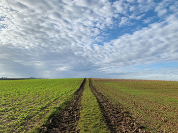 Scenic view of agricultural field against sky