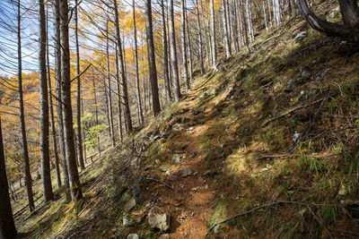 Pine trees in forest