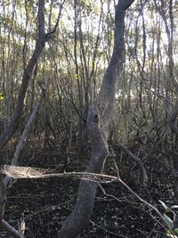 Bare trees in forest