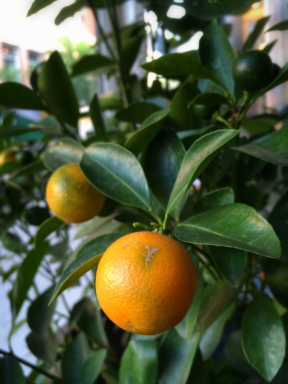 fruit, food and drink, healthy eating, freshness, food, leaf, tree, growth, close-up, focus on foreground, ripe, branch, green color, nature, orange - fruit, hanging, orange color, agriculture, organic, growing