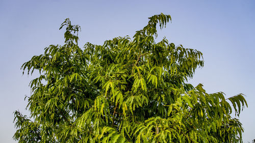 Low angle view of tree against clear blue sky