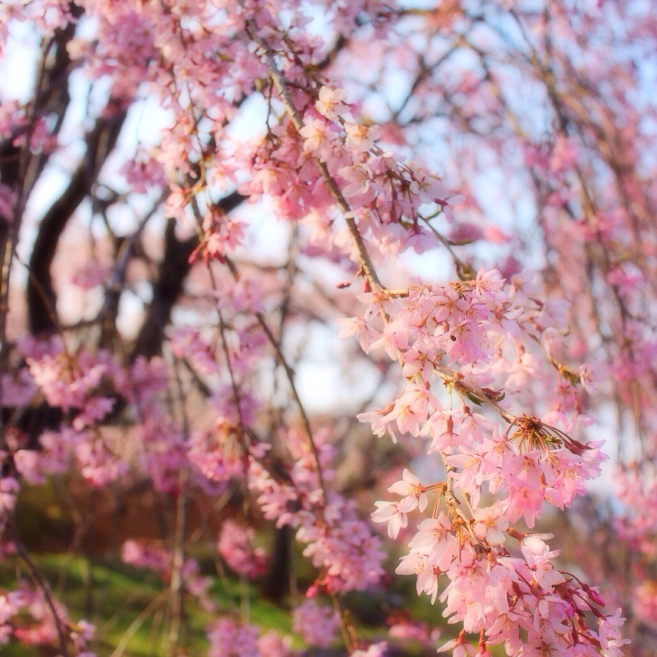 flower, freshness, tree, branch, pink color, growth, beauty in nature, fragility, cherry blossom, nature, blossom, cherry tree, focus on foreground, pink, blooming, springtime, in bloom, close-up, petal, low angle view