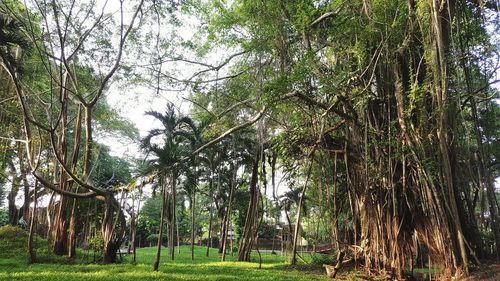 Trees in forest