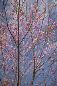 Low angle view of cherry blossoms against sky