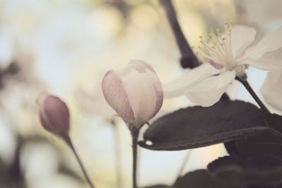 Close-up of pink flowers