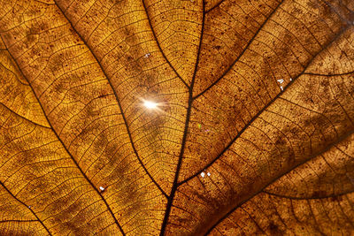 Full frame shot of illuminated tree at night