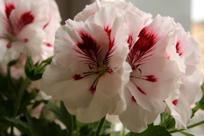 Close-up of white flowers