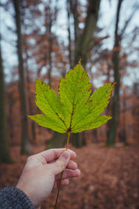 Close-up of hand holding leaf in forest