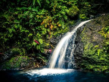 Scenic view of waterfall in forest