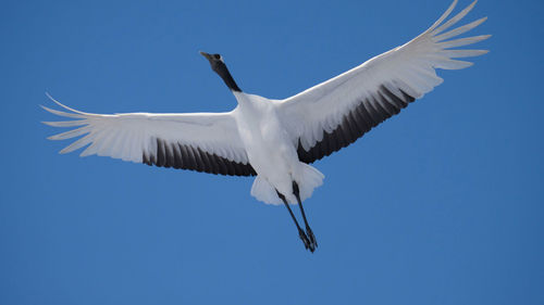 Low angle view of a bird flying