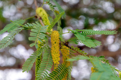 Close-up of insect on leaves