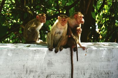 Monkey sitting on stone wall