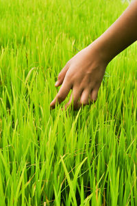 Close-up of hand on grassy field