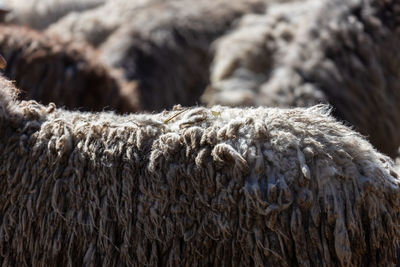 The sheep peacefully graze in the pen. a lot of beautiful lambs. the rays of the sun illuminate.