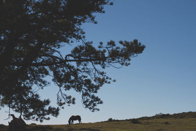 Low angle view of silhouette grazing on field against clear sky