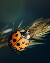 Close-up of ladybug