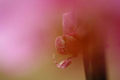 Close-up of pink flower