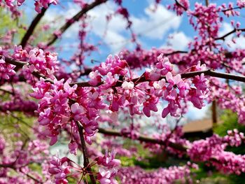 Close-up of pink cherry blossom