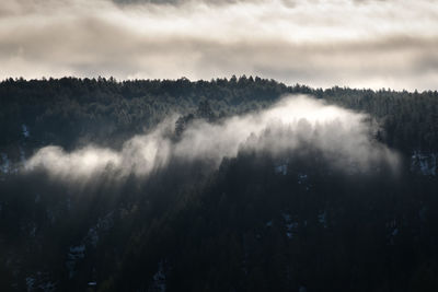 Scenic view of forest against sky