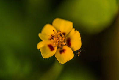 Close-up of yellow flowering plant