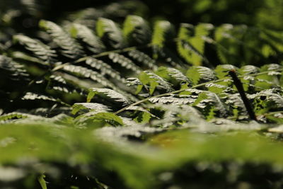 Full frame shot of fresh green leaves