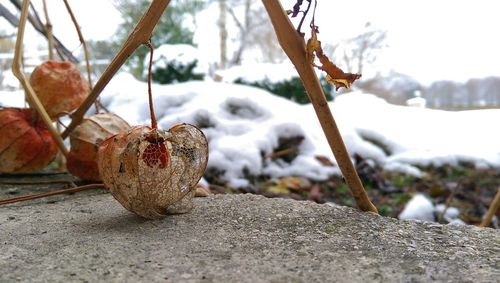 Close-up of winter cherry on rock