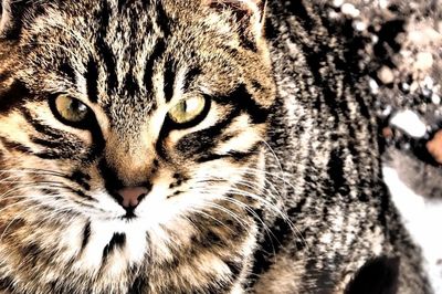 Close-up portrait of cat