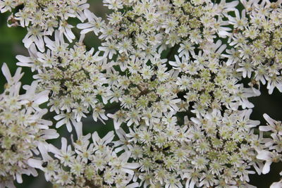 Close-up of white flowering plant