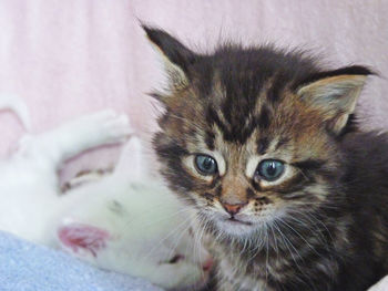 Close-up portrait of cat