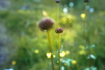 Close-up of flowering plant