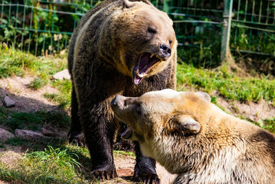 Portrait of a bear