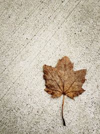 Close-up of leaf on ground
