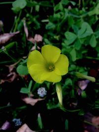 Close-up of yellow flowers blooming outdoors