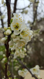 Close-up of white flowers