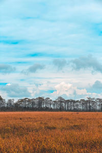 Scenic view of agricultural field against sky