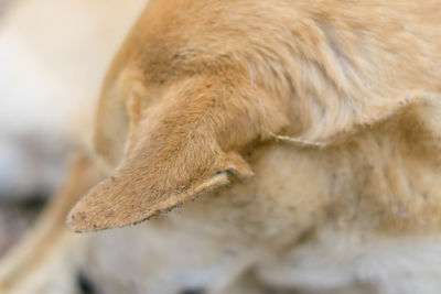 Close-up of a dog sleeping