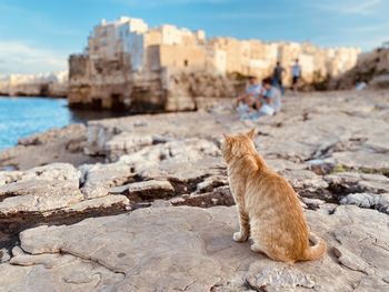 View of a cat sitting on shore