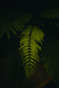 Close-up of fern leaves