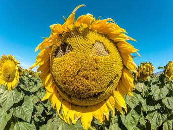 Close-up of yellow sunflower against sky