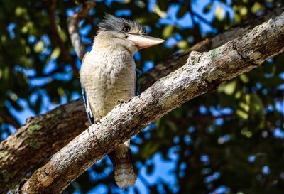 Low angle view of lizard on tree