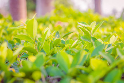 Close-up of fresh yellow flowers on field