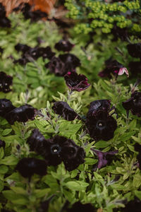 Close-up of blackberries growing on plant
