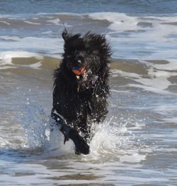 Dog in sea